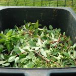 Recycling Garden Food Waste