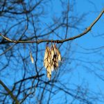 Wrexham Ash Tree Disease