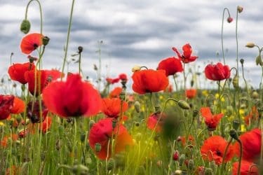 Poppy field