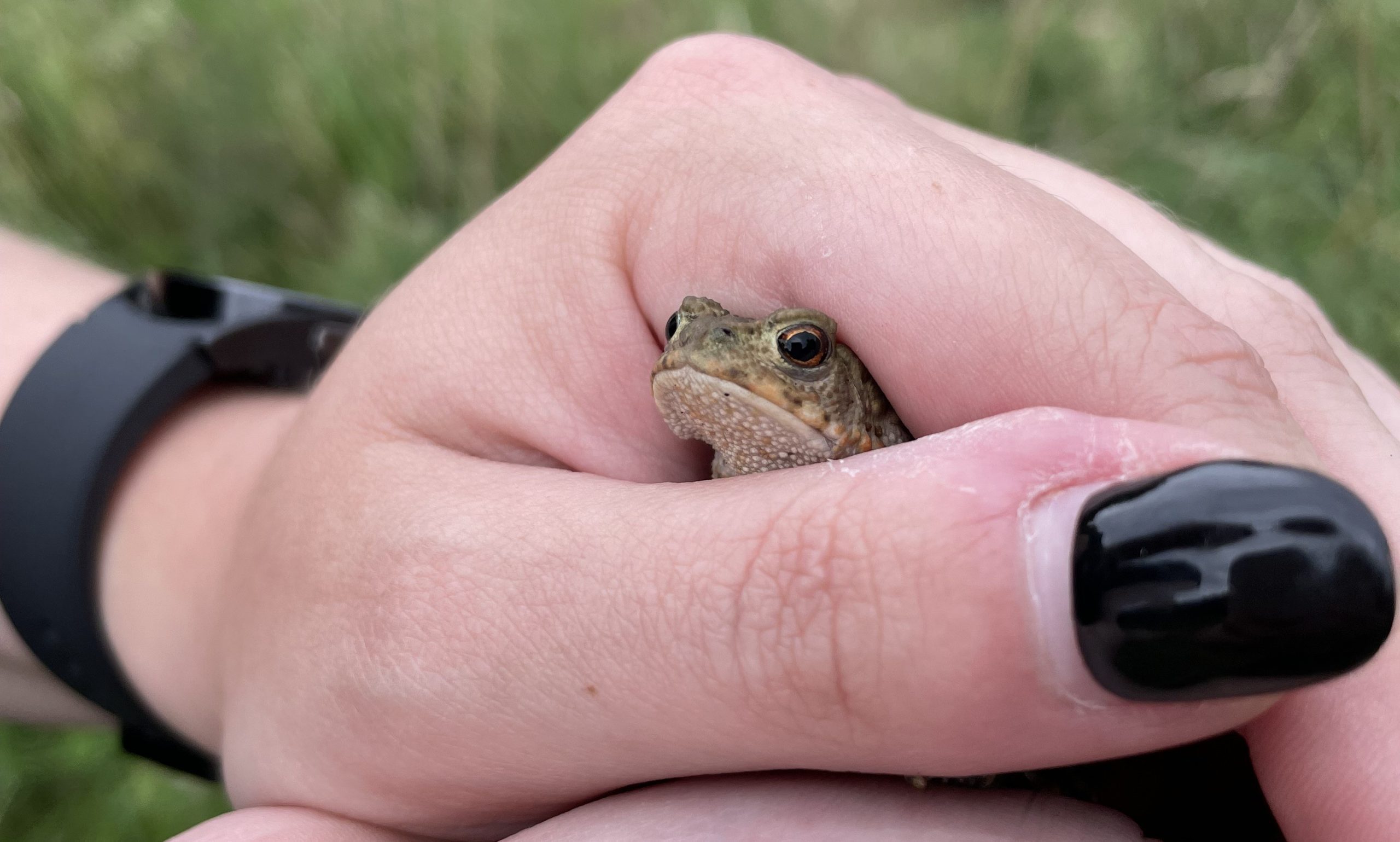 Frog