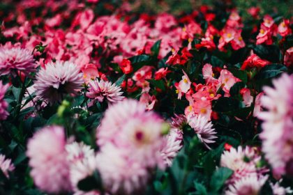 Wales in Bloom