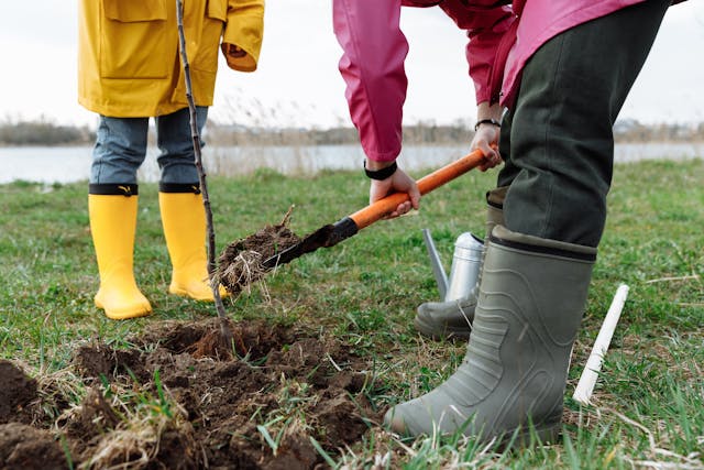 Person shovelling soil whilst planting a tree