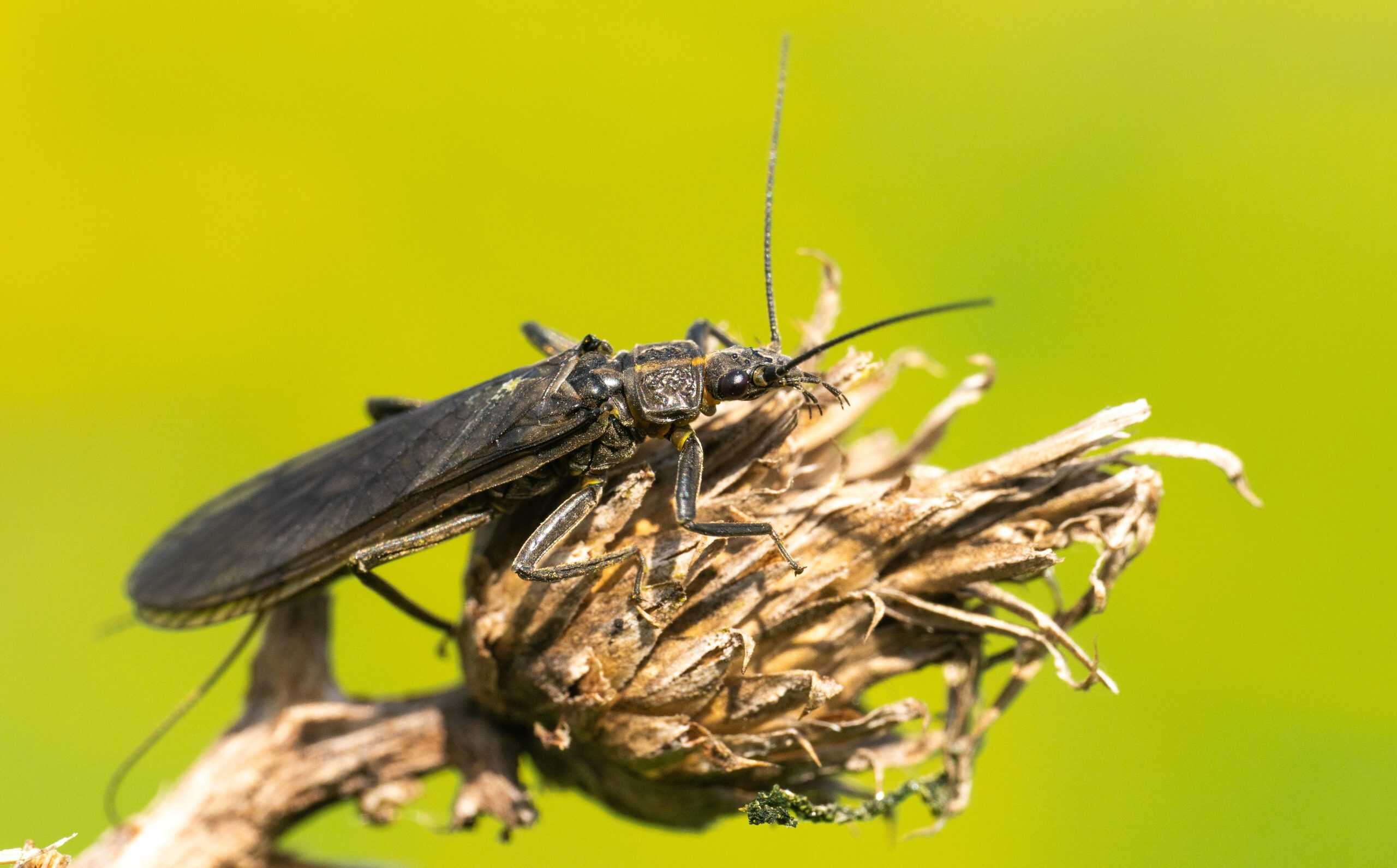 Partneriaeth rhwng Buglife Cymru a Phrifysgol Wrecsam i roi sylw i bryf y cerrig sydd mewn perygl trwy gelf
