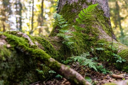 Gwaelod boncyff coeden wedi'i orchuddio â mwsogl, wedi'i amgylchynu gan goetir