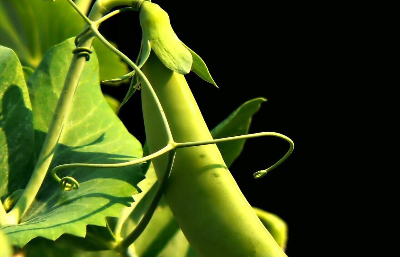 good to grow