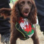 Eisteddfod Wrecsam 2025!