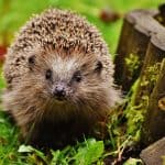Hedgehog