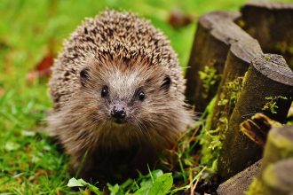 Hedgehog