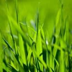 Grass - garden waste collections