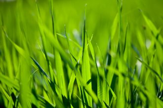 Grass - garden waste collections
