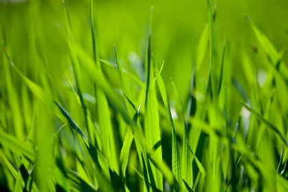 Grass - garden waste collections