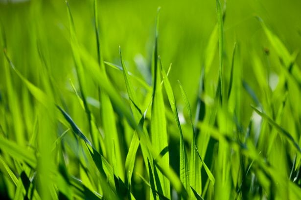 Grass - garden waste collections
