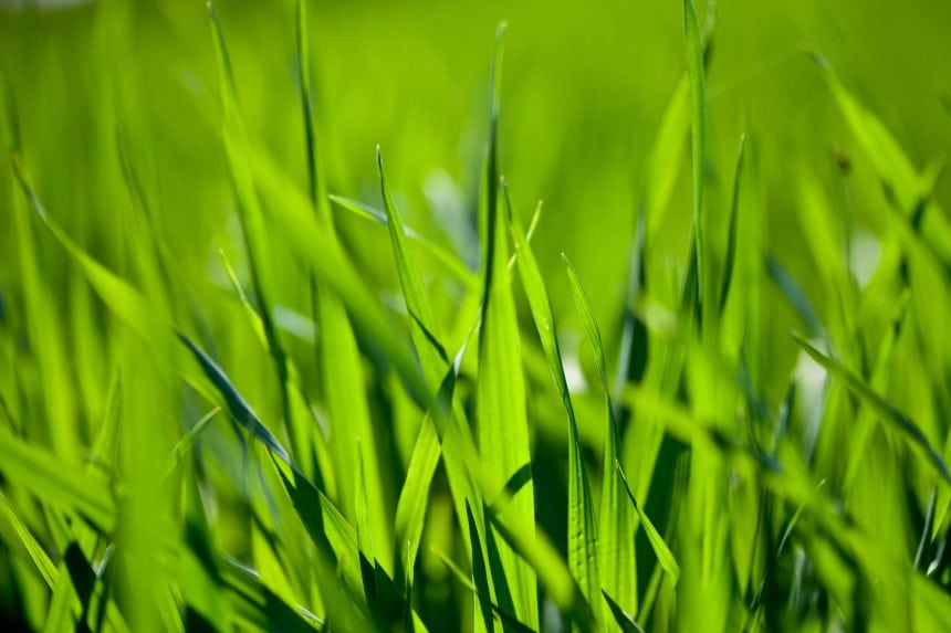 Grass - garden waste collections
