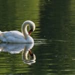 Pryderon am fywyd gwyllt yn Parc Stryt Las