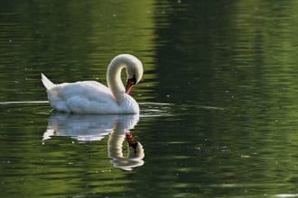 Pryderon am fywyd gwyllt yn Parc Stryt Las